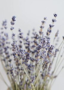 How to Preserve and Store Dried Lavender