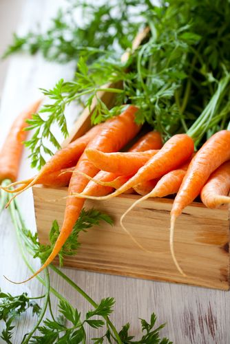 Selecting the Best Carrots for Freezing